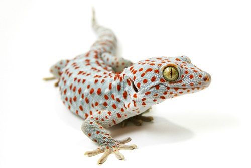 Zilla 6 types of pet geckos blog post - tokay gecko