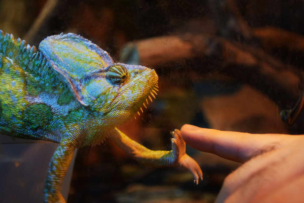 shutterstock_1825583786