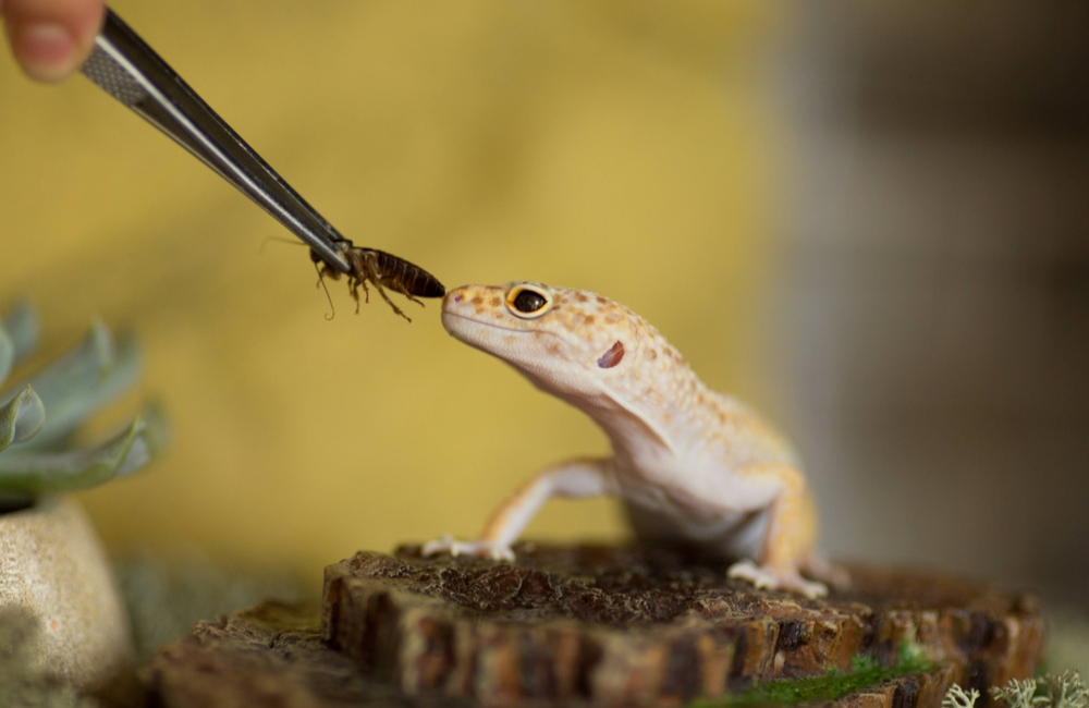 Reptile Picky Eater 2