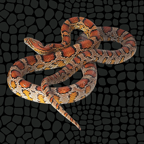 Corn Snake