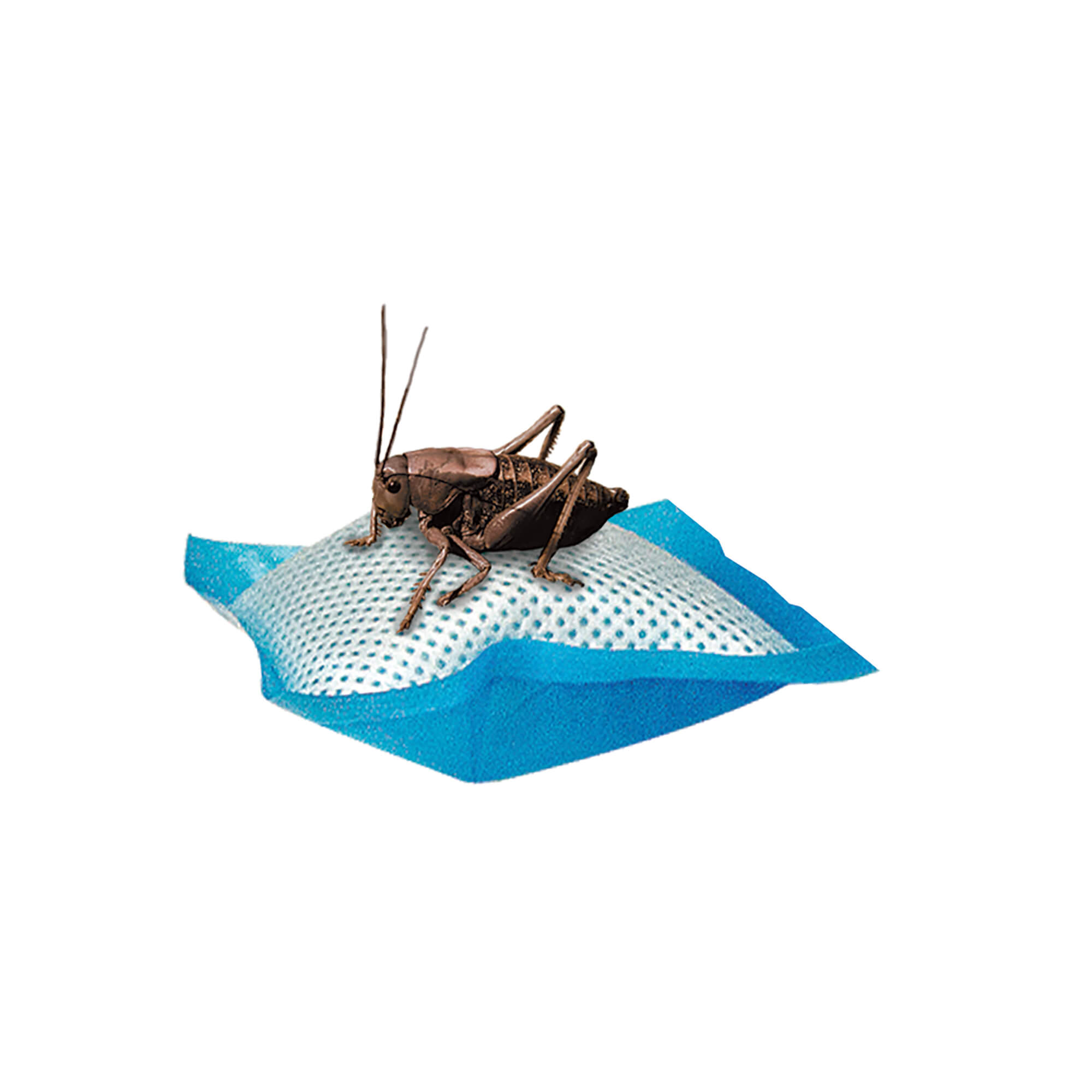 Water Pillow in use by Cricket